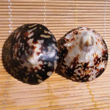 2 buc/Lot 3-5cm Cellana testudinaria Naturale Scoică Ornamente Rezervor de Pește Ornamente Shell Acasă Decorare Nunta